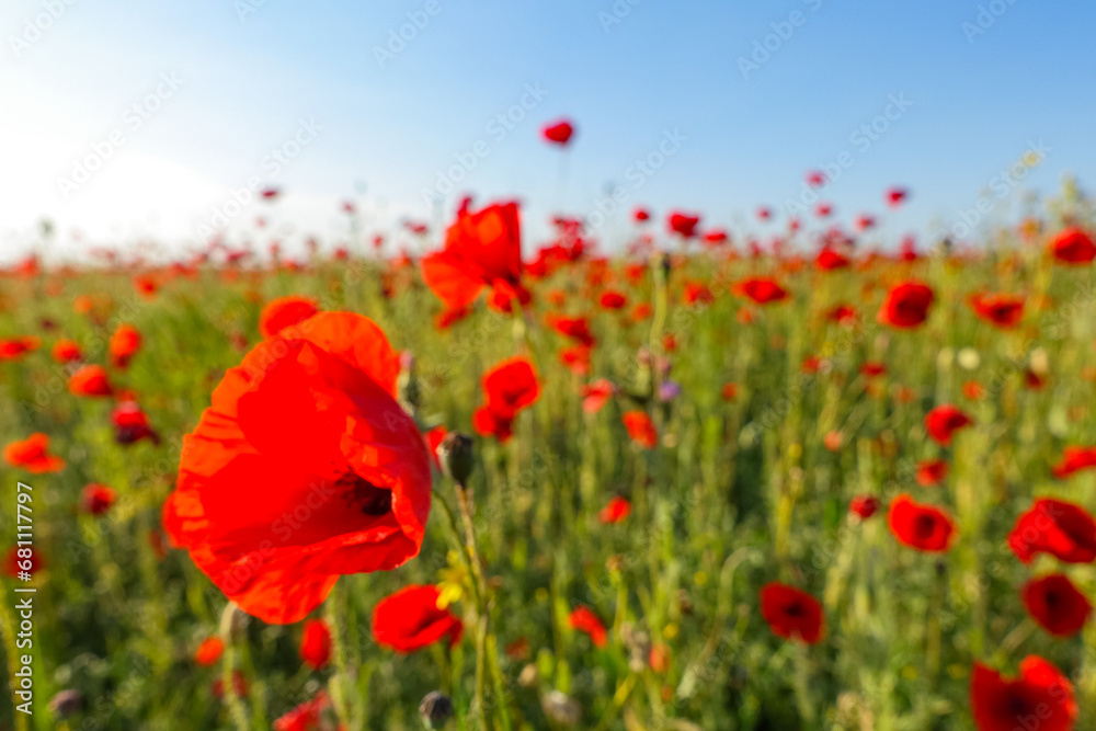 Fototapeta premium Poppy field in the Crimea. A beautiful field of wild red poppies at sunset in the evening. Sunset over a poppy field in the countryside. Red poppies on a poppy field. Russia