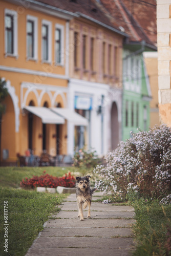 A cute street dog is standing on the path near the flower beds. A dog in the city, architecture, travel. pet in an old European town, Biertan, Romania. street dog walking in tourist center. © Cristina