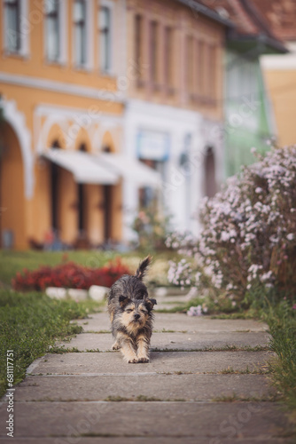 A cute street sleepy dog is stretching on the path near the flower beds. A dog in the city, architecture, travel. pet in an old European town, Biertan, Romania. street dog walking in tourist center.