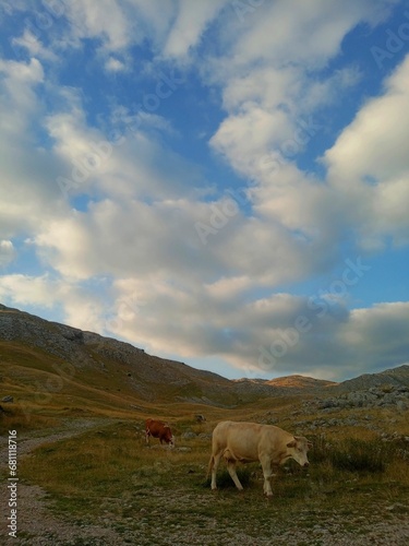 Cows grazing in the field with rocky mountains in the background