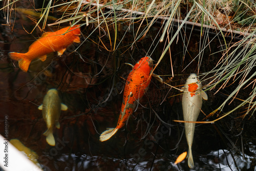 Foto Colorful decorative fish float in an artificial pond, view from above