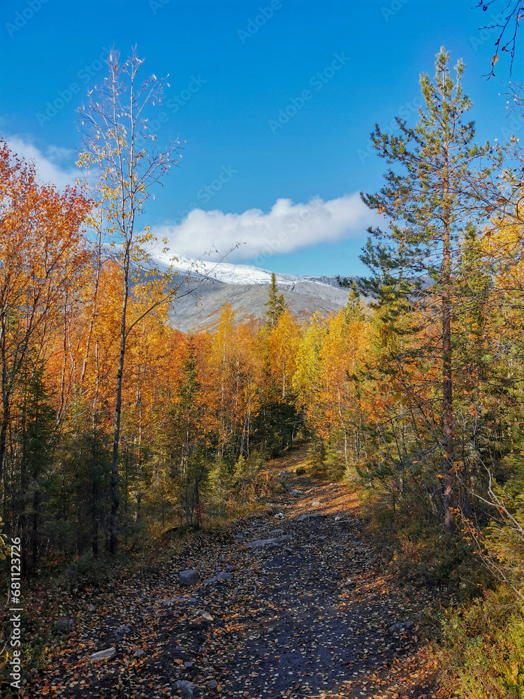 Autumn Arctic landscape in the Khibiny mountains. Kirovsk, Kola Peninsula, Polar Russia. Autumn colorful forest in the Arctic, Mountain hikes and adventures.