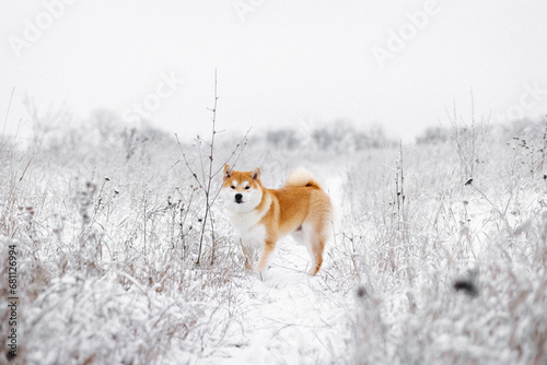 Portrait of a miniature red dog of the Shiba Inu breed that smiles in a snowy field photo