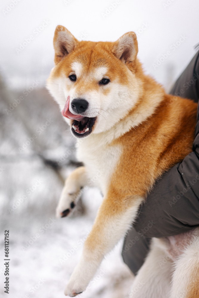 Portrait of a miniature red dog of the Shiba Inu breed that sits in the arms of its owner in a snowy field