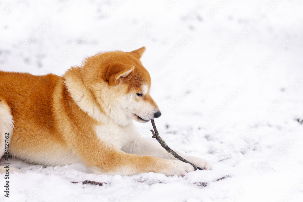 Portrait of a miniature red dog of the Shiba Inu breed playing with a stick in a snowy field