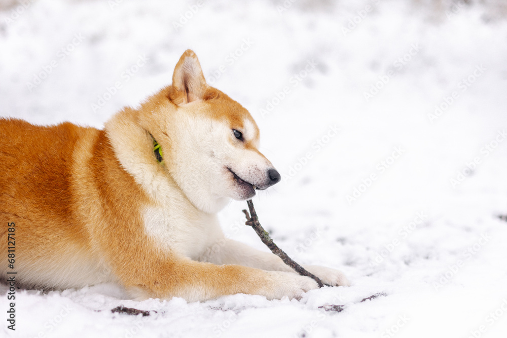 Portrait of a miniature red dog of the Shiba Inu breed playing with a stick in a snowy field