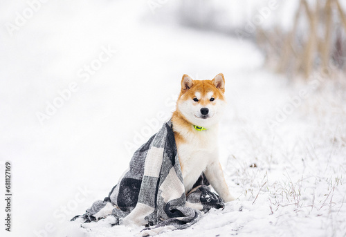 Portrait of a miniature red dog of the Shiba Inu breed that smiles in a snowy field photo