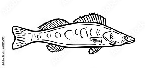 Fish is a resident of the sea. Vector illustration in doodle style