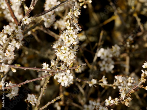 Prunus spinosa or blackthorn white flowers in spring © Etoilepolaire