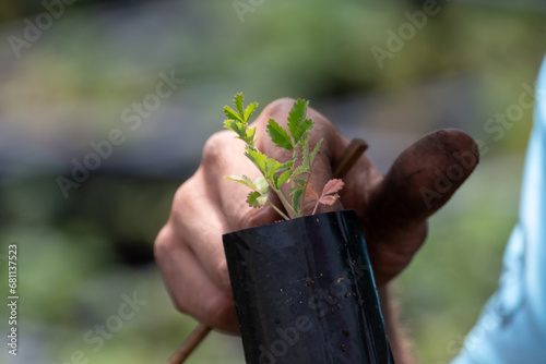 Manos trabajando en el plantín de árbol de Tabaquillo photo