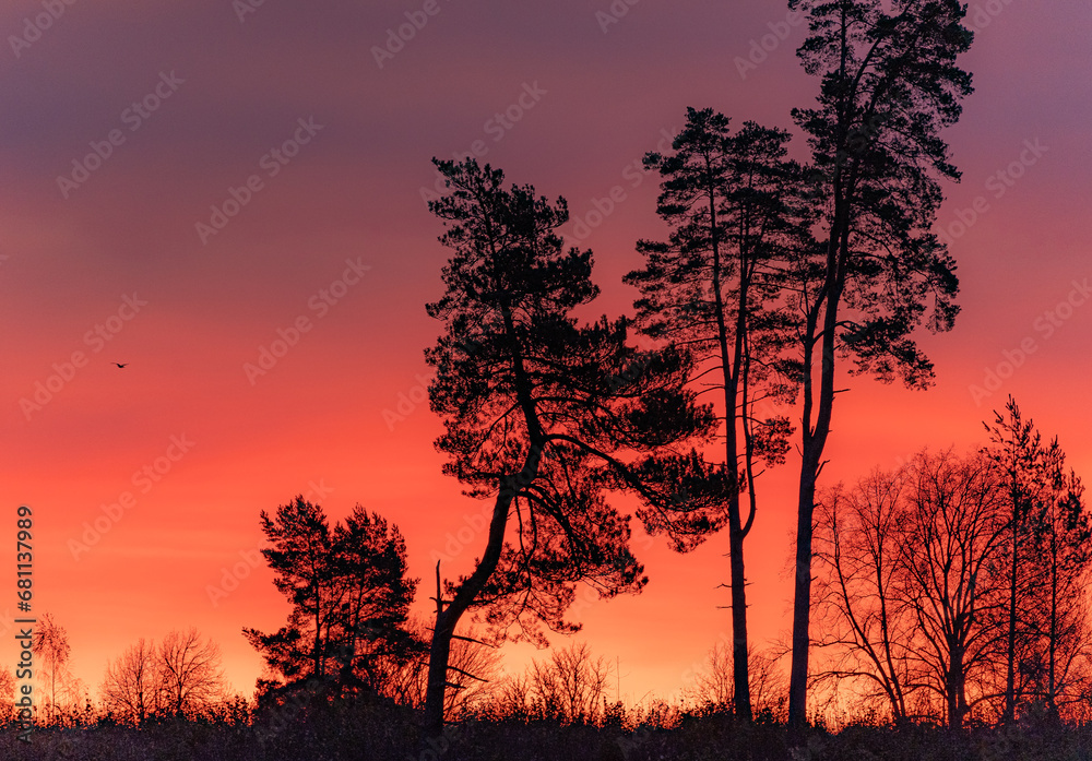 Stunning colorful morning light. Pine tree silhouettes in purple light
