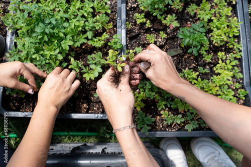 Manos trabajando en la tierra con repique de Tabaquillos, árboles generadores de agua, foto cenital