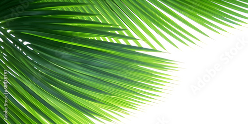 palm tree leaves banner