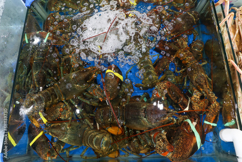 a live Lobster Korea fish market