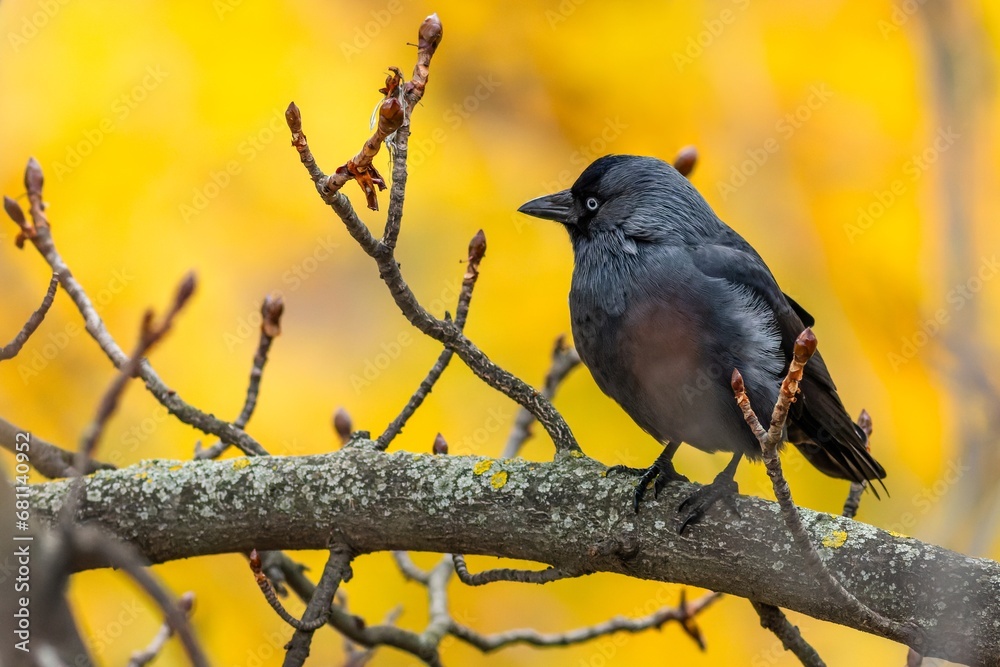 The Eurasian jackdaw, a black and grey bird with blue eyes, perching on a branch with little twigs. Yellow and orange background. Colorful autumn colors.