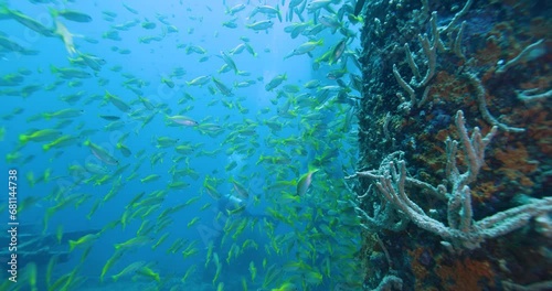 Flock herd of yellow Jack fish bait ball hiding from the shark. A fish swimming around the mast of a sunken ship. Seascape with schooling yellow Jack fish in the sunken ship of the Caribbean Sea photo