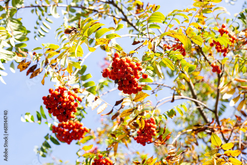 Ripe bunches of mountain ash