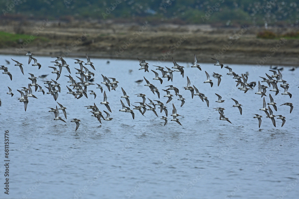 Large flock of small birds in flight. Large flock of small birds in flight.