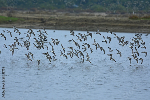 Large flock of small birds in flight.