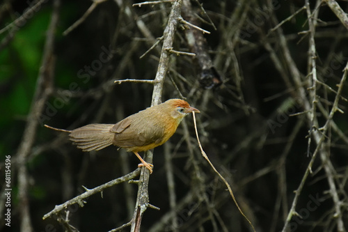 Tawny-Bellied Babbler (Pomatorhinus erythrogenys). photo