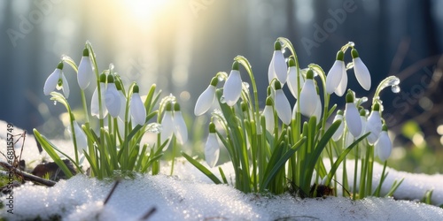 delightful paradox of spring unfolds as snowdrop flowers bravely emerge from under a blanket of snow. The contrast between the delicate blooms and the snowy surroundings creates a visually enchanting  #681155749