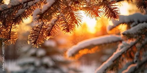 pine tree leaves gracefully hold a delicate layer of snow, creating a magical scene. The warm hues of the sunset cast a soft glow on the snowy foliage, capturing the serene beauty of winter's embrace 
