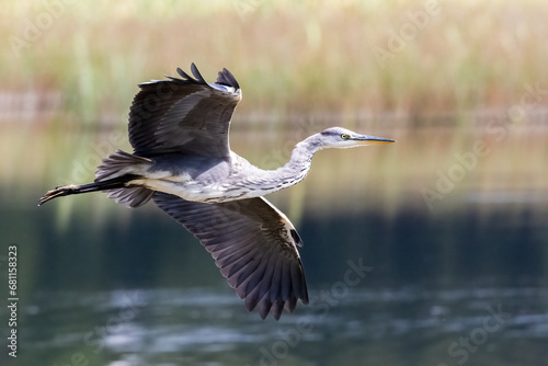 Bilde på lerret Grey heron is large gray migratory bird