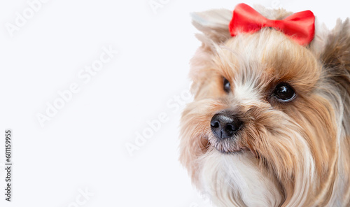 Portrait of small dog (Yorkshire terrier) with cute ekspresion wearing bow. Isolated on white background. photo