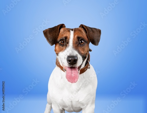 Beautiful cute puppy dog posing © BillionPhotos.com