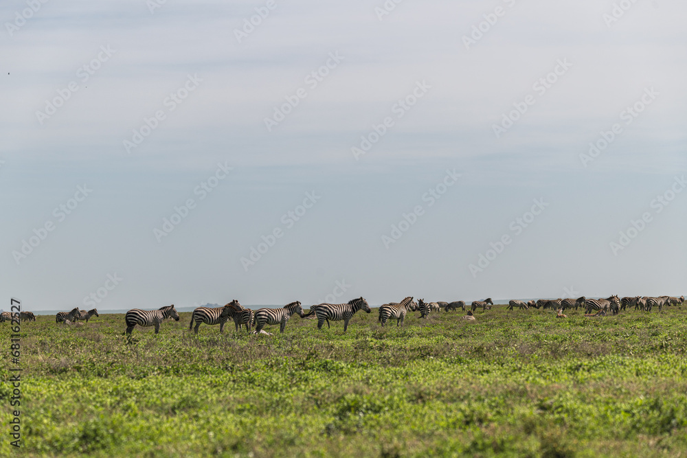 Fototapeta premium Tierwanderrouten