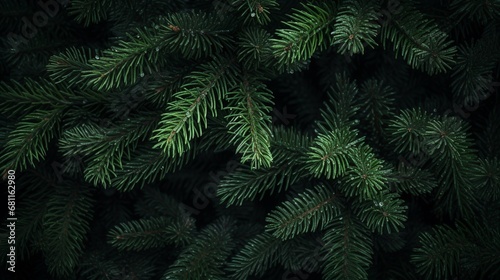 Beautiful green fir tree branches close up. Christmas and winter concept, close up of Christmas trees branches green texture background.