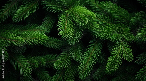 Beautiful green fir tree branches close up. Christmas and winter concept  close up of Christmas trees branches green texture background.