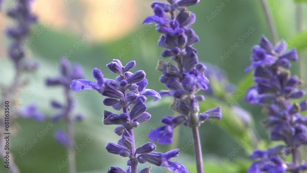 Lavender Stalks in an English country garden, close up in an idyllic garden . Lavender Stalks in an English country garden, close up in an idyllic garden .