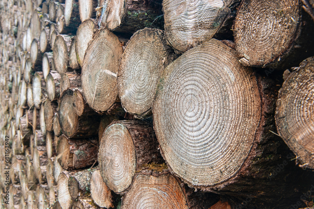 Background of cut logs close up Background of cut logs close up