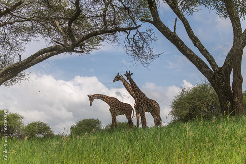 Safari in Tansania photo