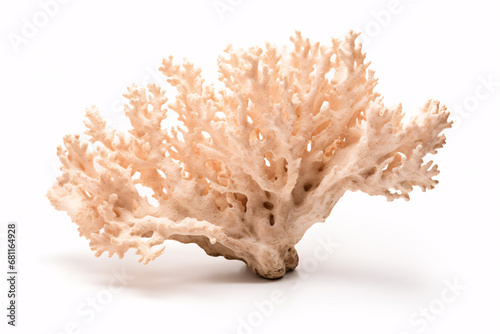 An illustration of arid, calcareous coral isolated on a plain white background.