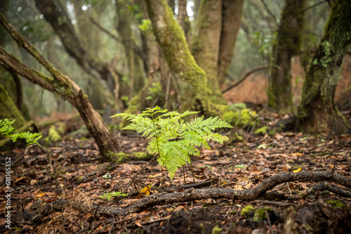 Anaga rainy forest with old laurel trees and ferns, Tenerife