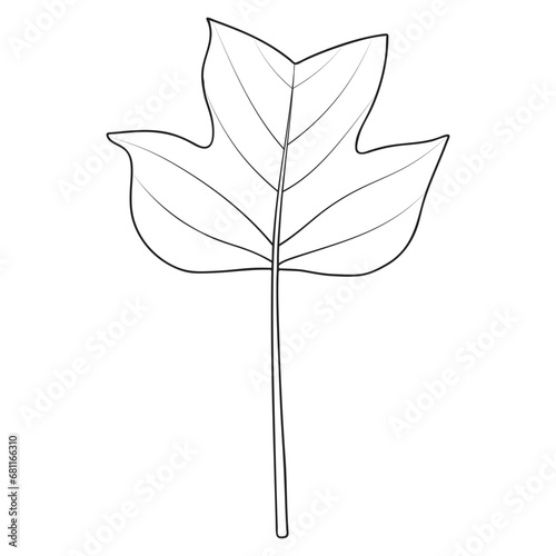 Tulip poplar or Liriodendron tulipifera leaf outline. Coloring book page, vector