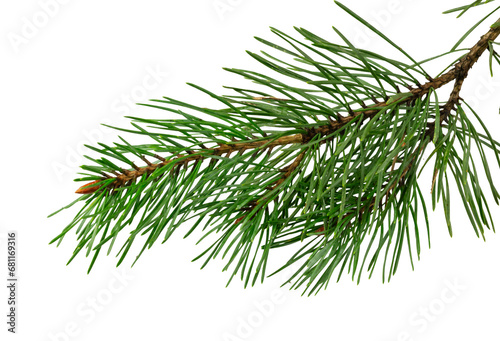 spring pine on a white isolated background © Krzysztof Bubel