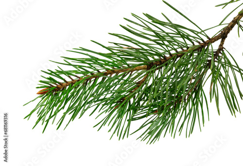 spring pine on a white isolated background