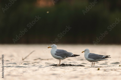 Two Graceful Seagulls Enjoying the Serene Waters