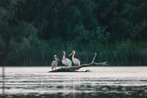 A Majestic Gathering of Pelicans on a Serene Log in the Sparkling Waters
