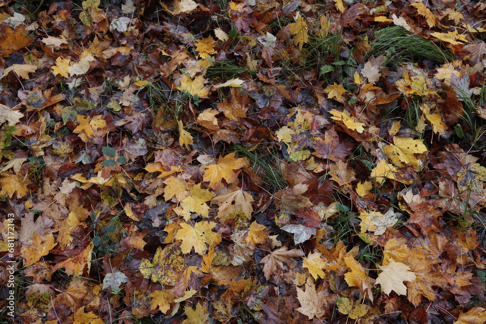herbstlaub waldboden herbstlaub waldboden