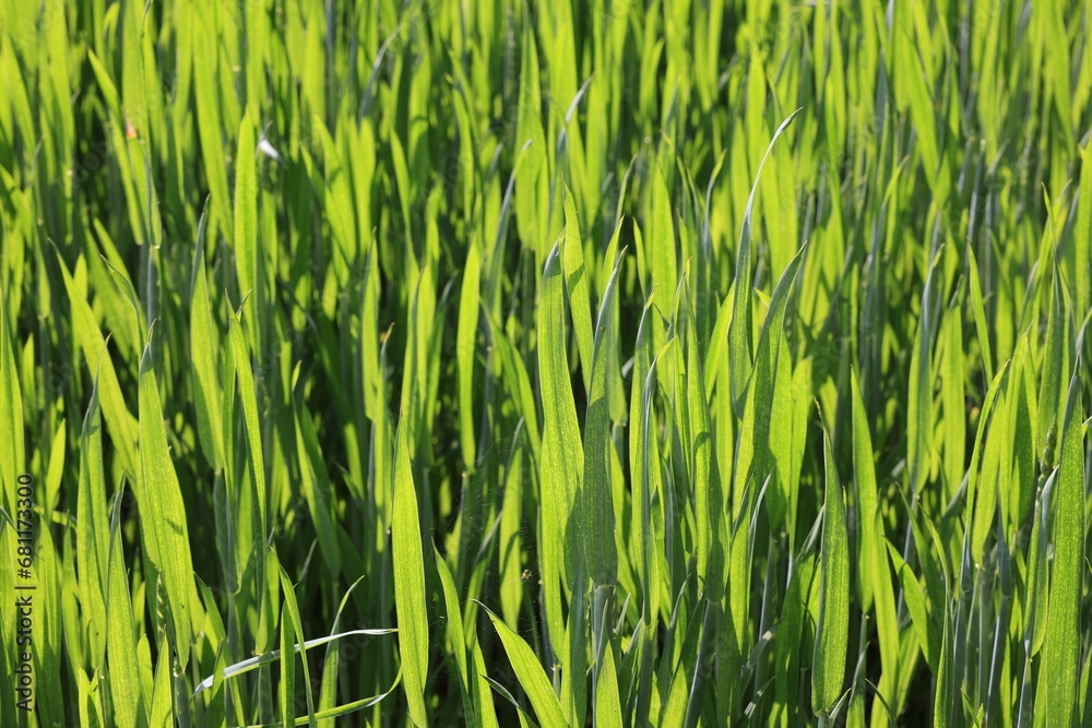 gewächs getriedefeld sommer grün wachstum gewächs getriedefeld sommer grün wachstum