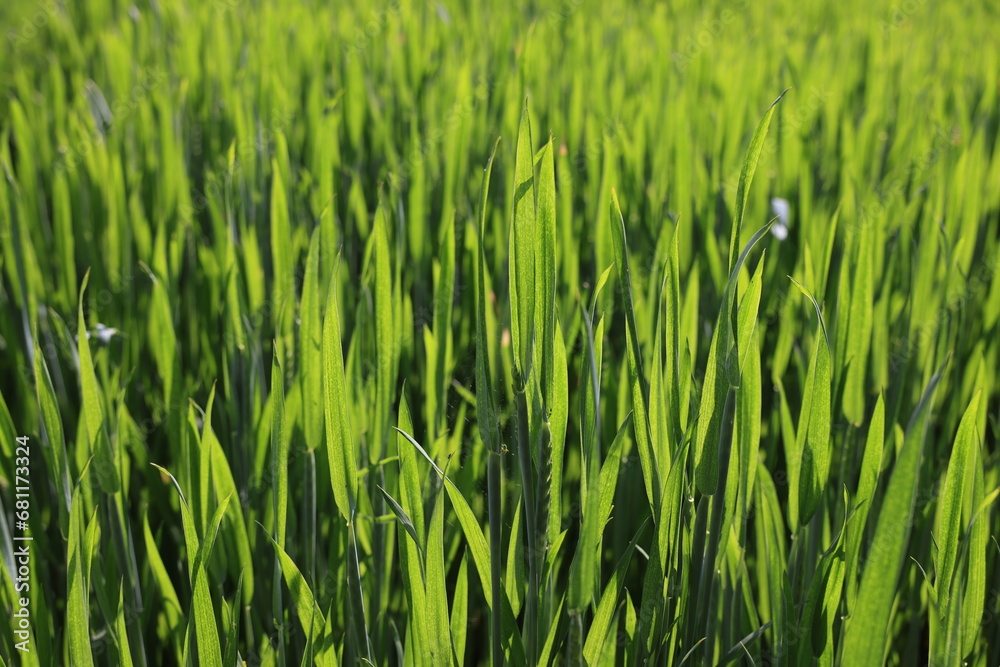 gewächs getriedefeld sommer grün wachstum gewächs getriedefeld sommer grün wachstum