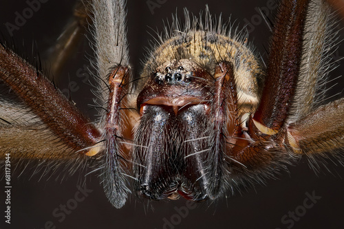 Giant house spider (Eratigena atrica) photo