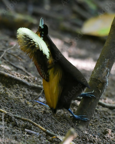 Photography Male Magnificent bird-of-paradise (Diphyllodes magnificus) in Arfak mountains in