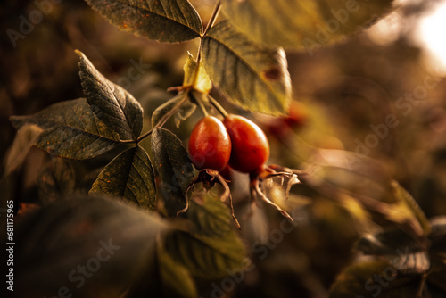 Rose Hip