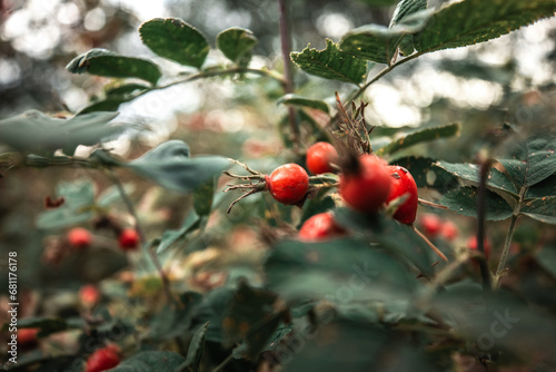 Rose Hip
