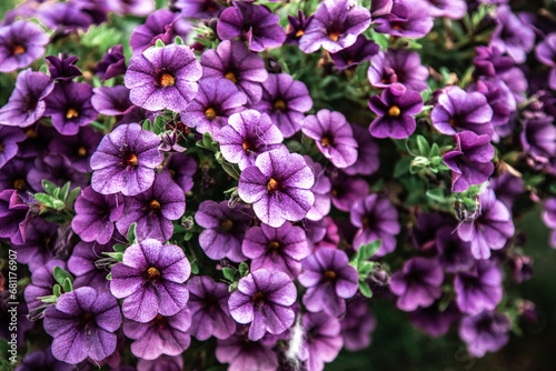 Fototapeta Naklejka Na Ścianę i Meble -  Purple Flowers